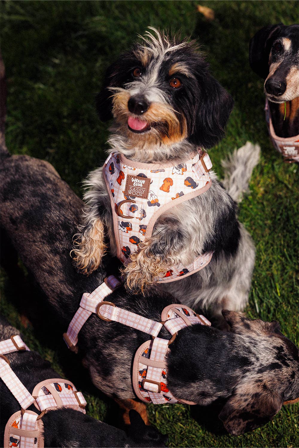 Dog Adjustable Harness - Weens Club