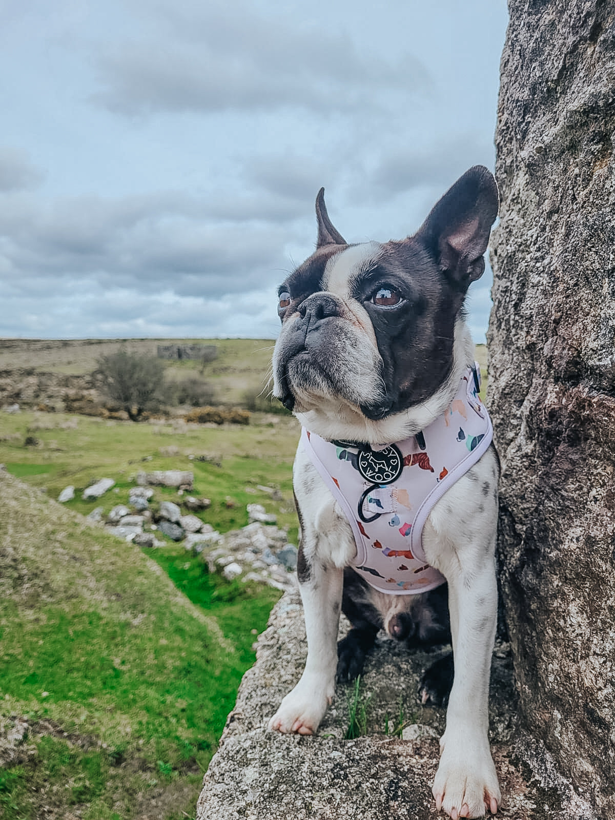 Dog Adjustable Harness - Bold Boston Terriers