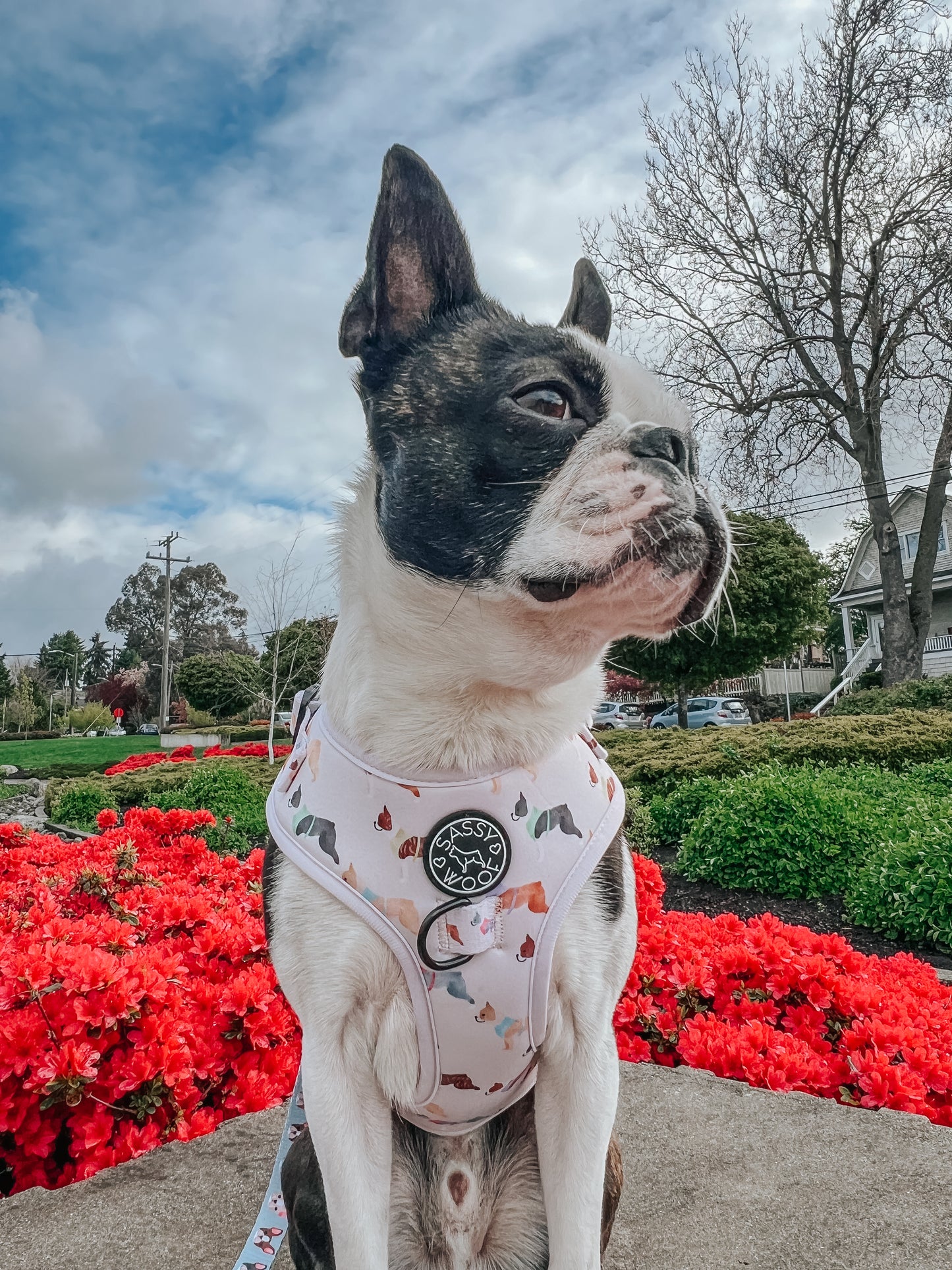 Dog Adjustable Harness - Bold Boston Terriers