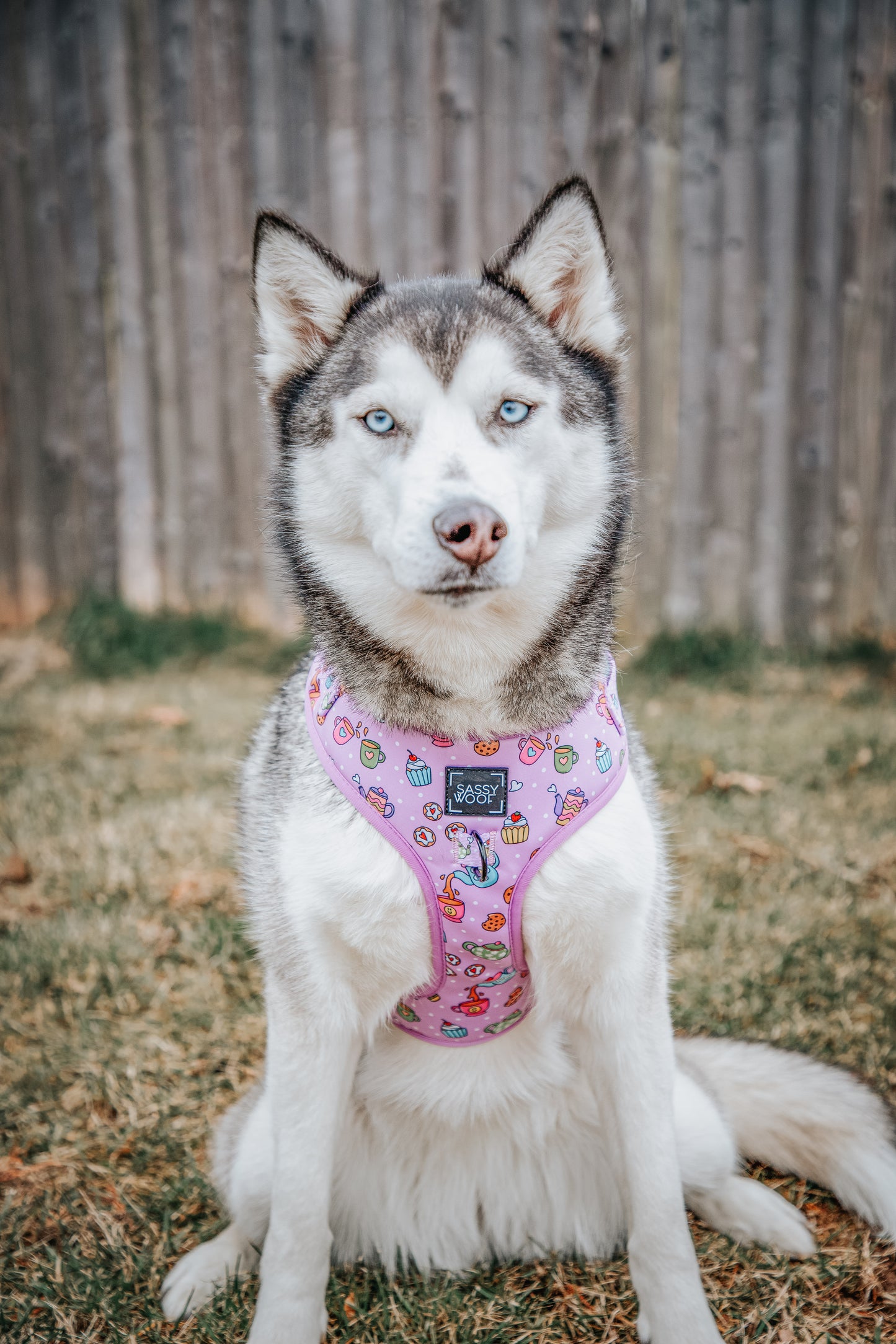 Dog Adjustable Harness - Tea Pawty