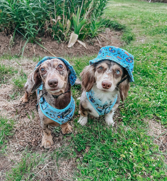 Dog Adjustable Harness - Disney's Stitch