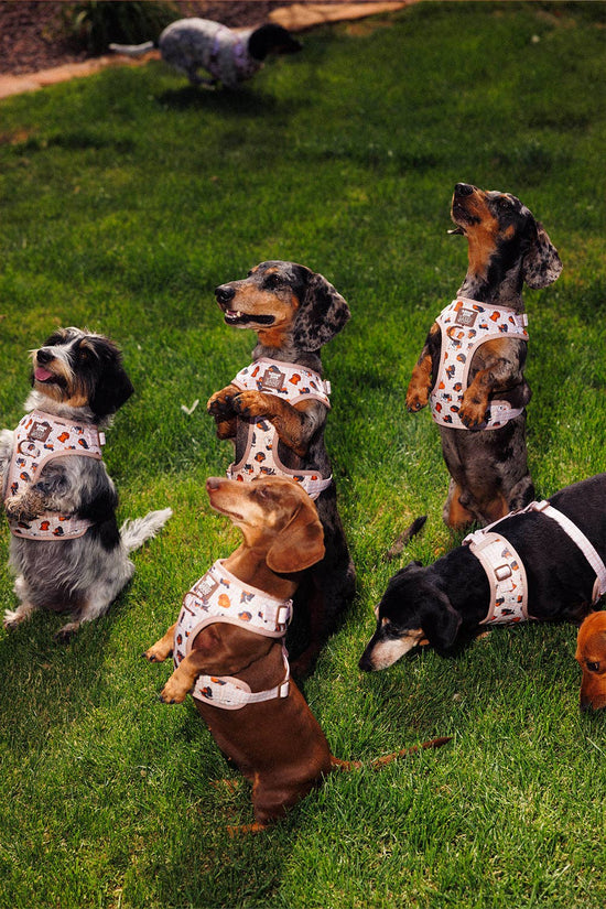 Dog Adjustable Harness - Weens Club