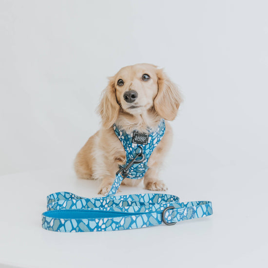 Dog Leash - Santorini